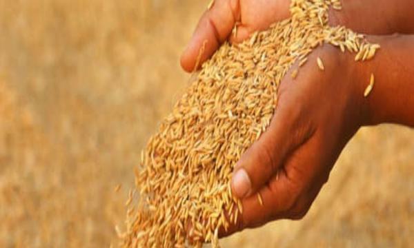 நெல் கொள்வனவை முன் இட்டு அரச களஞ்சியசாலைகள் திறப்பு