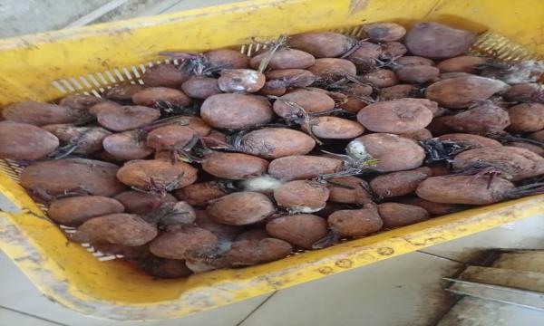 புதுக்குடியிருப்பில் அழுகிய மரக்கறிகள் சமையலுக்கு தயாராக வைத்திருந்த ஆடை உற்பத்தி நிலையத்துக்கு 30,000 ரூபா அபராதம்