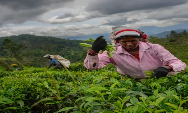 ஒரு நாளைக்கு 25 கிலோ தேயிலைக் கொழுந்து பறிக்குமாறு கட்டாயப்படுத்தப்படும் தோட்டத் தொழிலாளர்கள்!